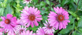 What Are The Benefits of Echinacea In The Treatment Of Multiple Sclerosis?
